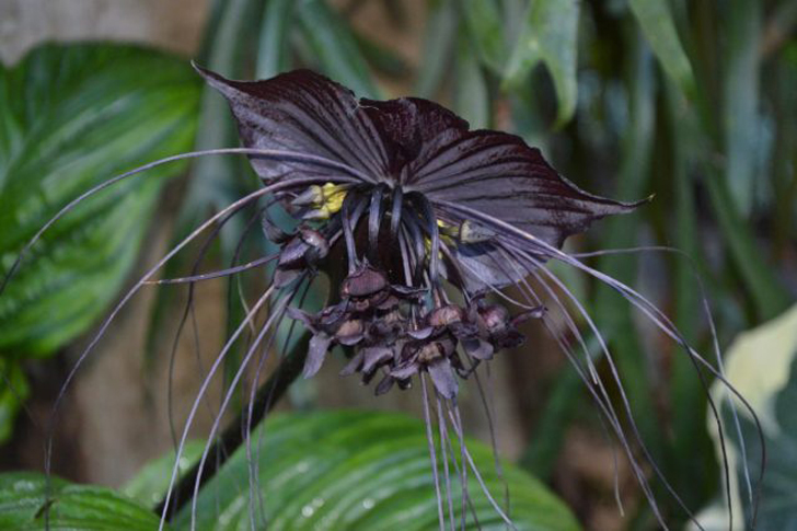 В не до конца распустившемся виде цветок такки напоминает свисающую с ветки летучую мышь с размахом «крыльев» до 30 см. © oir.mobi