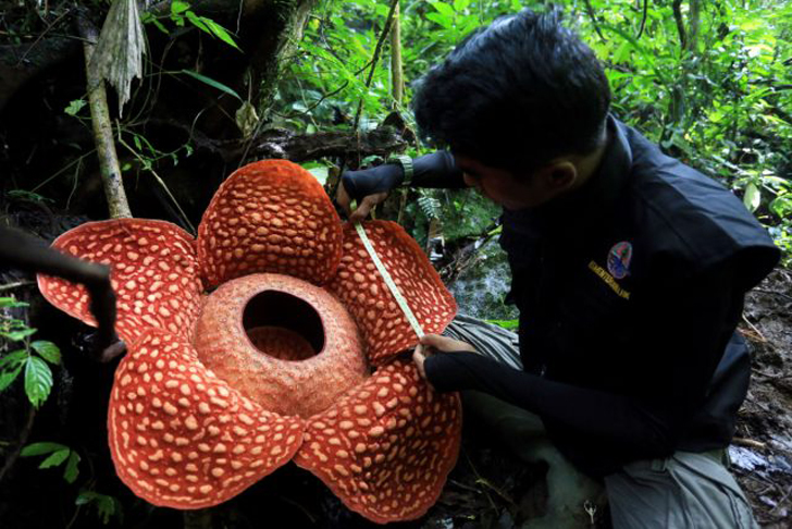 Раффлезию жители Индонезии наградили подходящим названием – ‘bunga patma’, т.е. трупная лилия. © popularmechanics