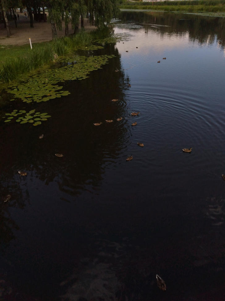 г.Клин, река Сестра, Сестрорецкий парк (фото из архива сайта infoce-klin.ru, июль, 2022)