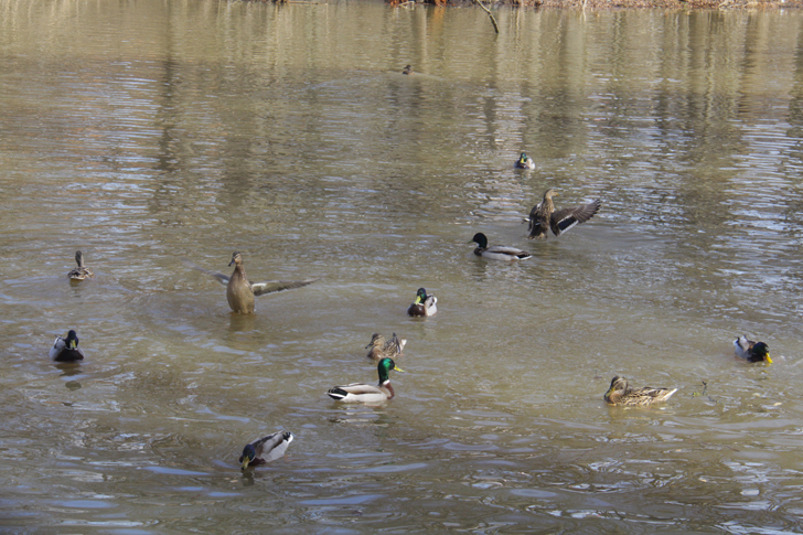 Ручные утки (г.Клин, река Сестра, фото В.Кузьмин, апрель, 2022)