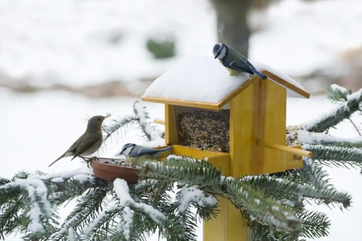 Имея всего пару кормушек, вы сможете обеспечить птиц необходимым питанием до весны. © kellogggarden