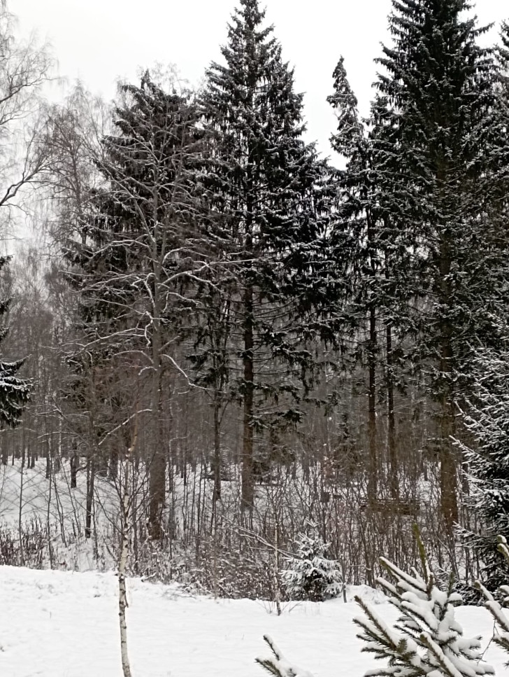 Высоковский городской парк «Берёзовый» (фото из архива В.Молодцовой, ноябрь, 2023)