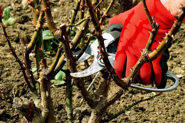 Октябрь — идеальное время для обрезки роз, поскольку рост новых побегов растения уже невозможен. © gardenerspath