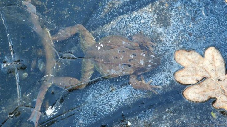 Под коркой льда недостаточно кислорода, и лягушки могут попросту задохнуться. © oceanaconservation