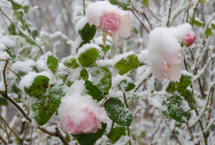 Если в декабре еще нет должного снежного покрова, а температура уже опускается до -15 градусов, то это может быть губительно для роз. © ribss.tumblr