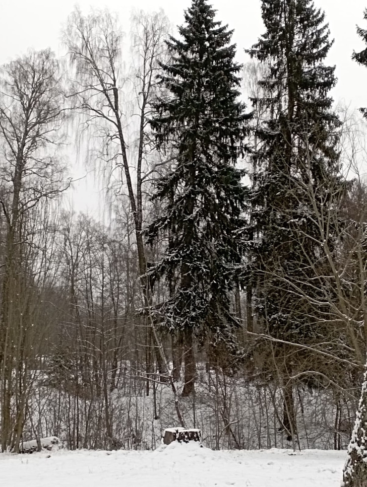 Высоковский городской парк «Берёзовый» (фото из архива В.Молодцовой, ноябрь, 2023)