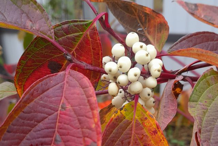 Дерен белый «Кессельринги» (Cornus alba ‘Kesselringii’) примечателен благодаря гроздям ярко-белых плодов. © Людмила Светлицкая