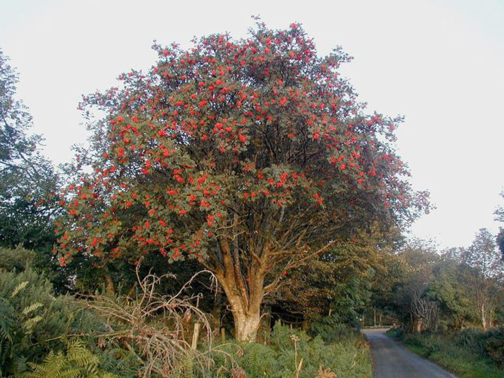 Рябина обыкновенная (Sorbus aucuparia). © wikipedia