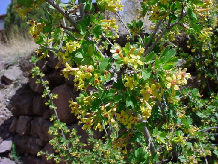 Золотистая смородина (Ribes aureum). © wnmu