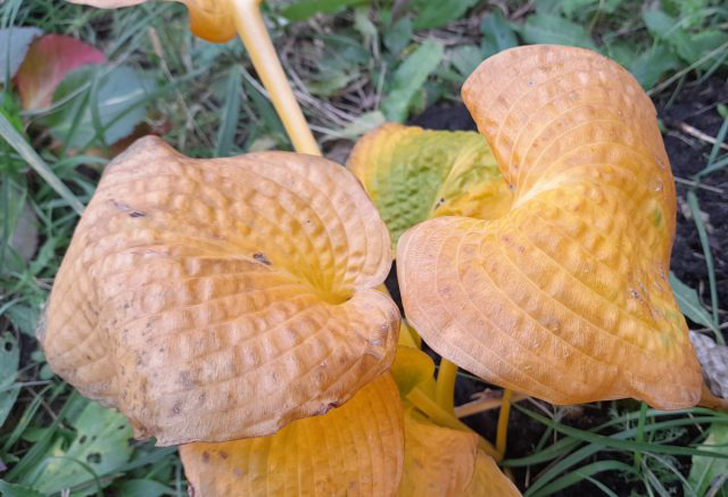 При первых легких заморозках листва хосты не гибнет, а окрашивается в яркие желтые тона. © Людмила Светлицкая