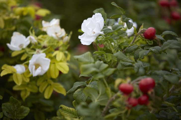 Роза морщинистая (Rosa rugosa). © gardenista