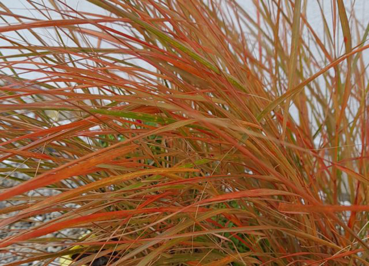 Ковыль тростниковый «Фейерверк» осенью действительно превратился в фейерверк из красных, оранжевых и желтых листьев. © Людмила Светлицкая