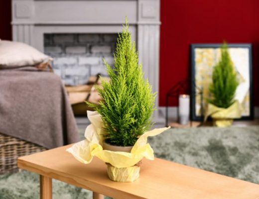 Домашняя елка: хвойные растения, которые можно выращивать в квартире