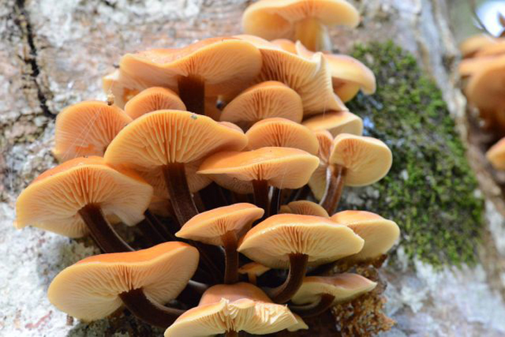 Опёнок зимний, или фламмулина бархатистоножковая (Flammulina velutipes). © wikipedia