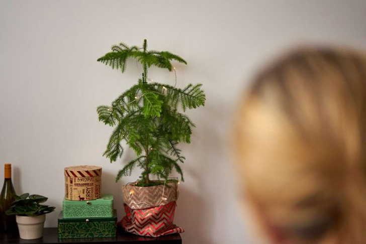 Араукария — самое-самое новогоднее комнатное растение, способное создавать атмосферу любимого праздника круглый год. © costafarms