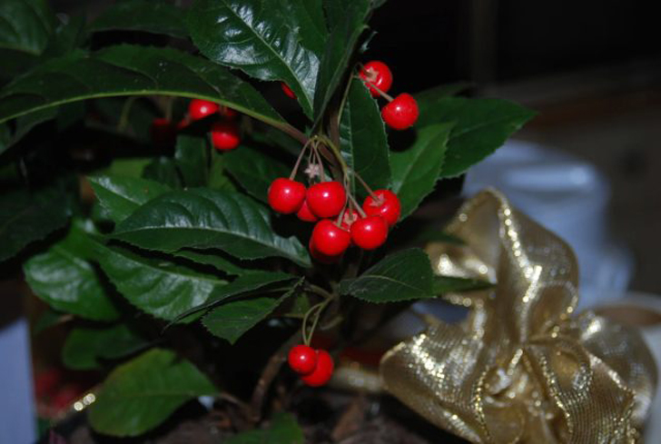 Ардизия (Ardisia) декоративна круглый год, но именно к зиме она наряжается в бусы из ярко-красных ягод. © nurcar