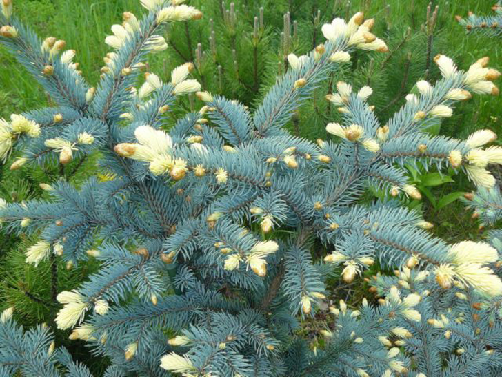 Ель колючая «Биалобок» (Picea pungens ‘Bialobok’). © Marjana