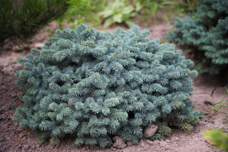 Ель колючая «Вальдбрун» (Picea pungens ‘Waldbrunn’). © pitomnik-berezka