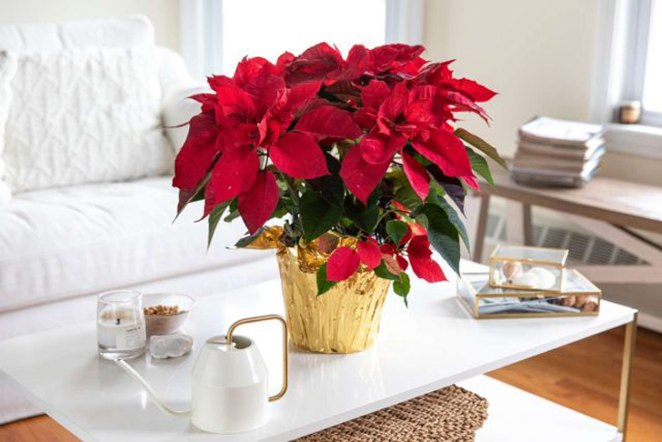 У пуансеттии, ярчайшей представительницы мира комнатных растений, даже название праздничное – Рождественская звезда. © thespruce