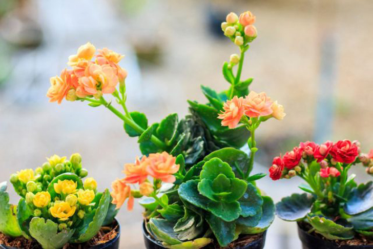 Каланхоэ Блоссфельда — восхитительно цветущий суккулент, который можно встретить, наверное, в каждом цветочном магазине. © plantura.garden