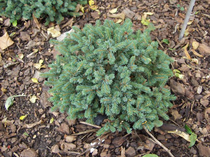 Ель канадская «Эхинеформис» (Picea glauca ‘Echiniformis’). © harviala