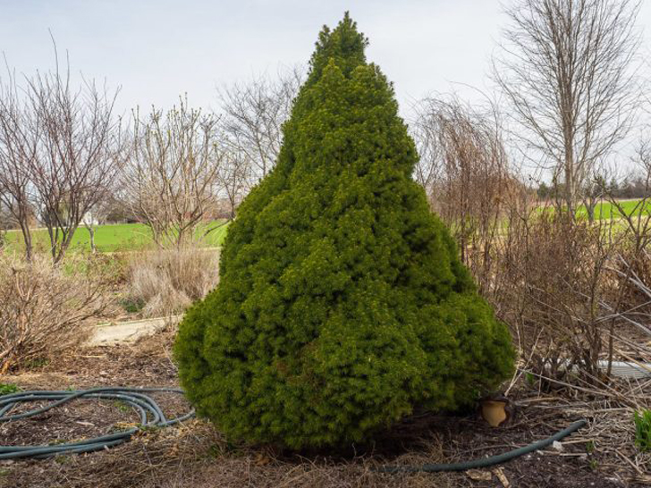 Ель канадская «Коника Блю» (Picea glauca ‘Conica Blue’). © flickr