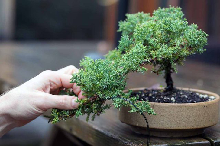 Вырастить бонсай из можжевельника проще всего благодаря его быстрому росту и отзывчивости к стрижке. © gardenerspath