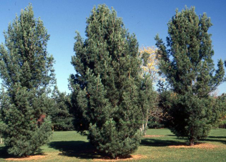Сосна обыкновенная «Фастигиата» (Pinus sylvestris ‘Fastigiata’). © landscapeplants