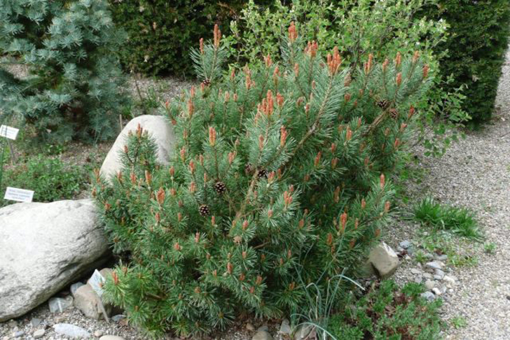 Сосна обыкновенная «Саксатилис» (Pinus sylvestris ‘Saxatilis’). © hauenstein-rafz
