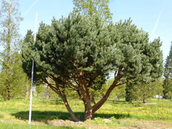 Сосна обыкновенная «Ватерери» (Pinus sylvestris ‘Watereri’). © vdberk