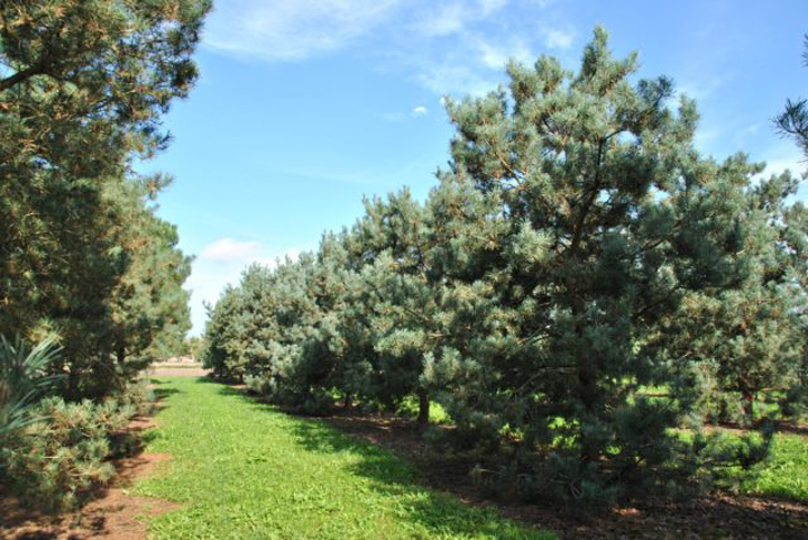 Сосна обыкновенная «Глаука» (Pinus sylvestris ‘Glauca’). © vdberk