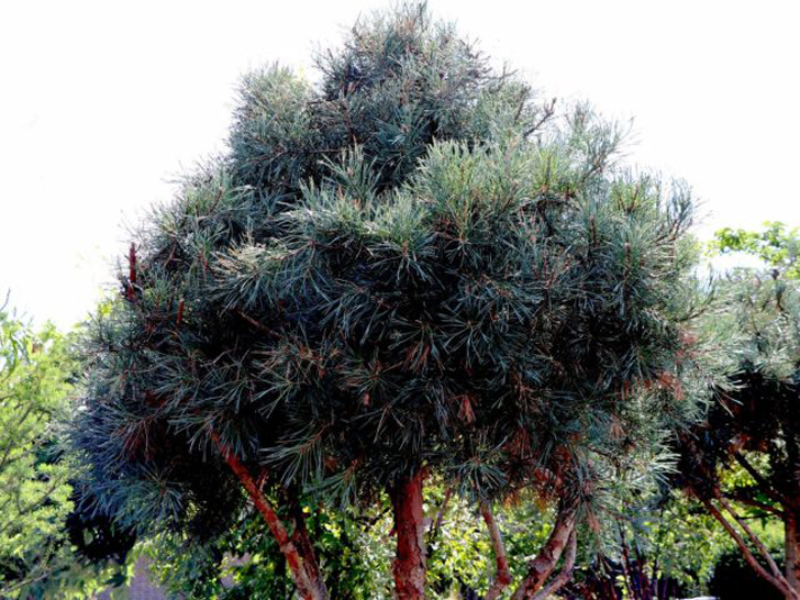 Сосна обыкновенная «Тип Норвеген» (Pinus sylvestris ‘Typ Norwegen’). © baumschule-horstmann