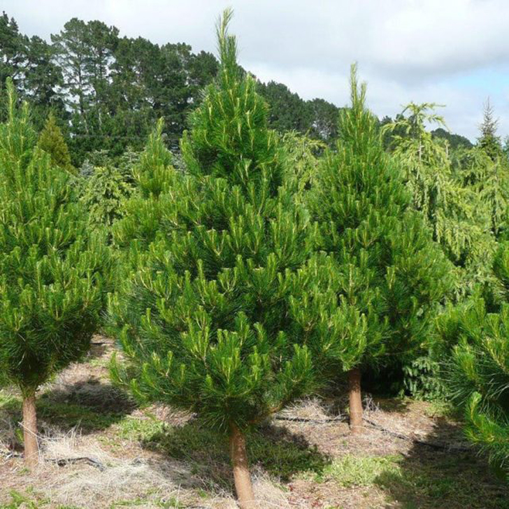 Сосна веймутова «Радиата» (Pinus strobus ‘Radiata’). © dhseedharvestco