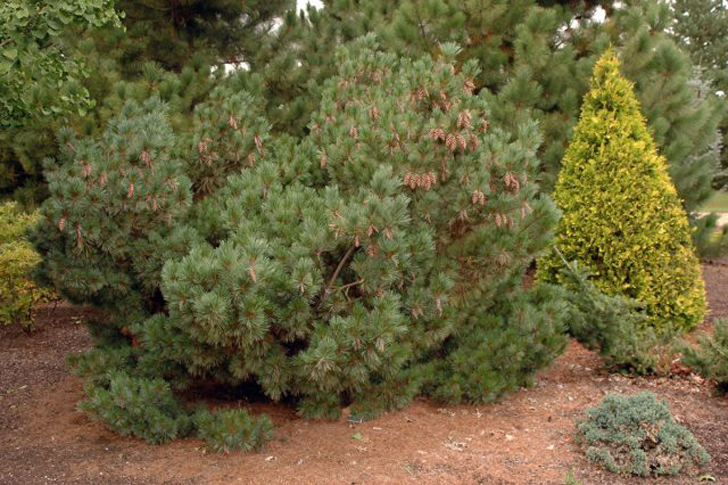 Сосна веймутова «Макопин» (Pinus strobus ‘Macopin’). © landscapeplants