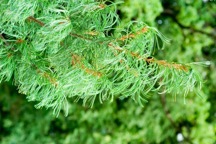 Сосна веймутова «Тортулоза» (Pinus strobus ‘Torulosa’). © caraghnurseries