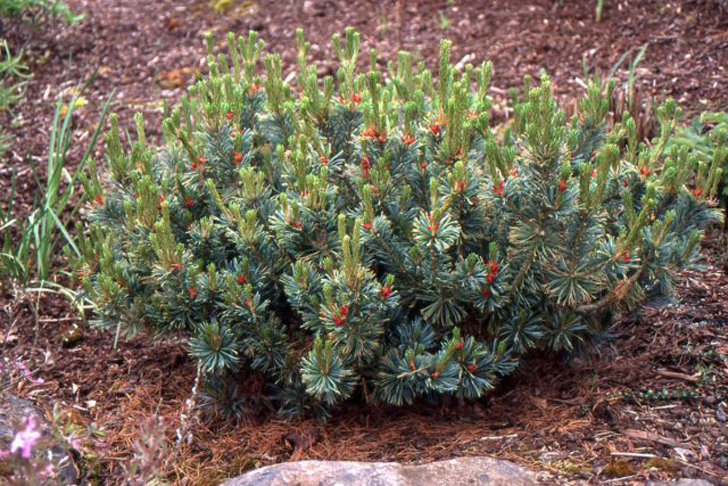 Сосна кедровая стланиковая «Дварф Блю» (Pinus pumila ‘Dwarf Blue’). © landscapeplants