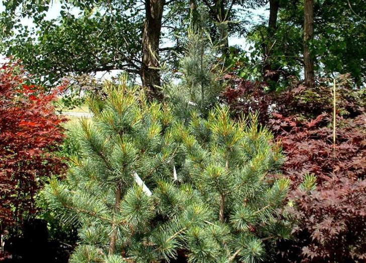 Сосна кедровая корейская «Моррис Блю» (Pinus koraiensis ‘Morris Blue’). © orientalgardensupply
