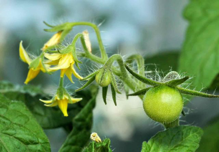 Сорт сохранится только в случае, если растение самоопыляемое, например, томат. © sproutedgarden