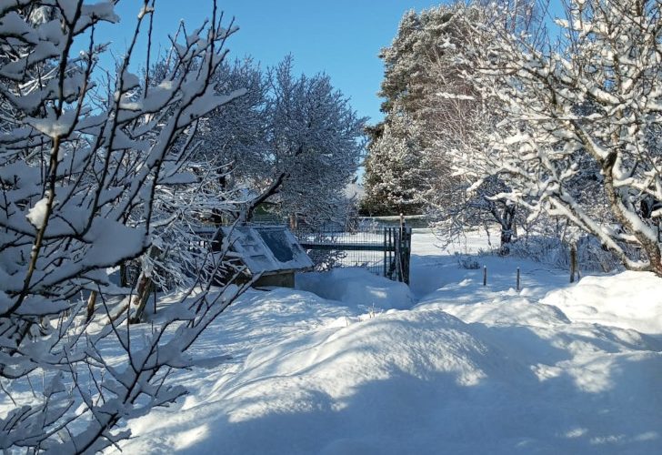 Зимняя Высоковская природа (фото из архива В.Молодцовой, январь, 2024)