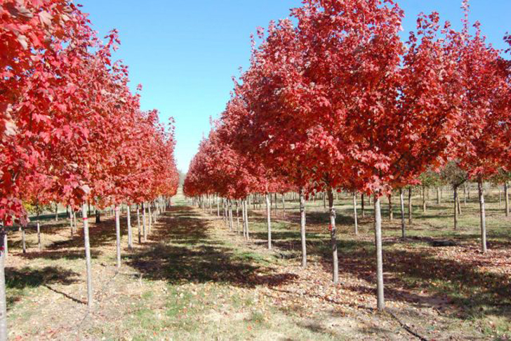 Красный клен (Acer rubrum) способен выживать на различных типах почв в разных условиях. © landgraftrees