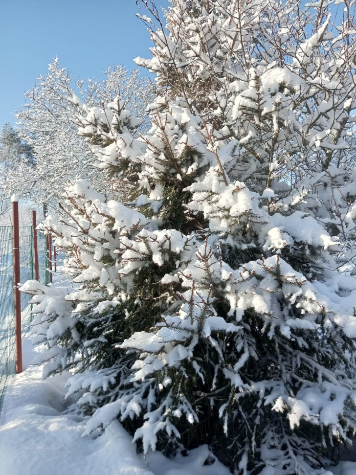 Зимняя Высоковская природа (фото из архива В.Молодцовой, январь, 2024)