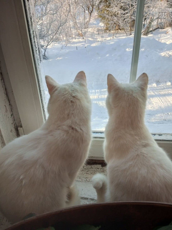 Кошки на окошке (фото из архива В.Молодцовой, январь, 2024)