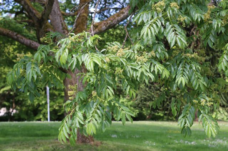 Если вам нужно крупное дерево с перистой зеленой листвой, поищите амурский бархат. © dzen