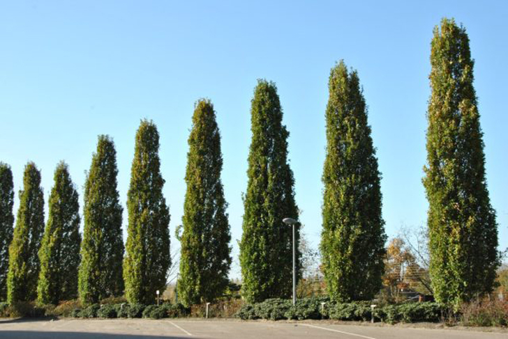 Если необходимо узкое дерево с пирамидальной кроной, можно посадить саженец дуба черешчатого «Фастигиата» (Quercus robur ‘Fastigiata’). © vdberk