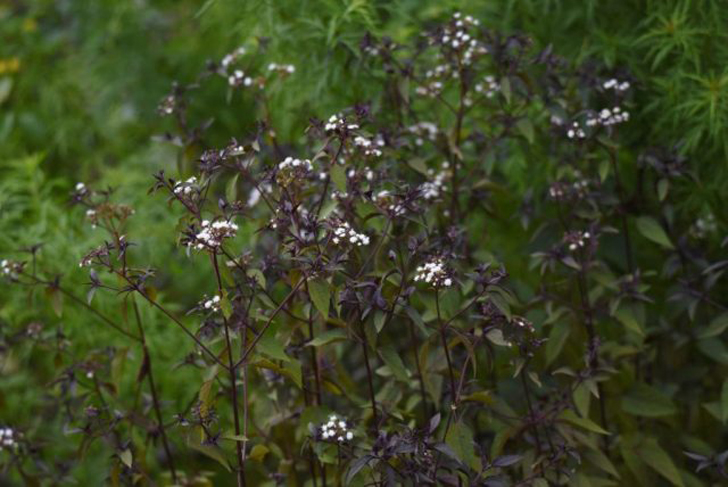 Посконник морщинистый «Шоколад» (Eupatorium Rugosum ˈChocolateˈ). © plantura.garden