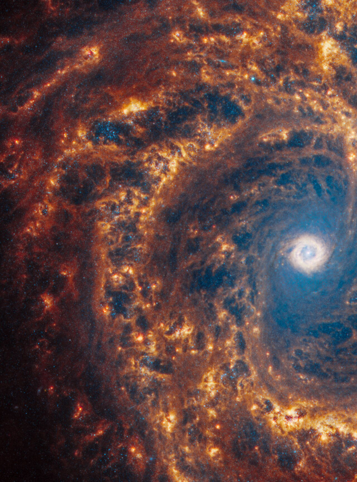 Галактика NGC 4303. Credit: NASA, ESA, CSA, STScI, J. Lee (STScI), T. Williams (Oxford), PHANGS Team, E. Wheatley (STScI)