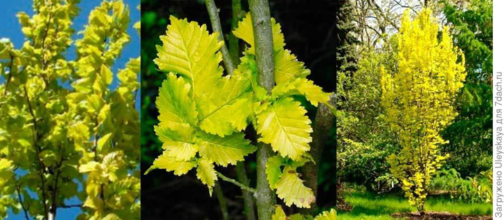 Вяз голландский 'Wredei'. Фото с сайта sadssk.ru