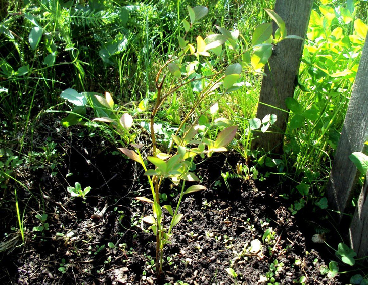 На посадку в подходящий грунт садовая голубика реагирует хорошим приростом. Фото автора
