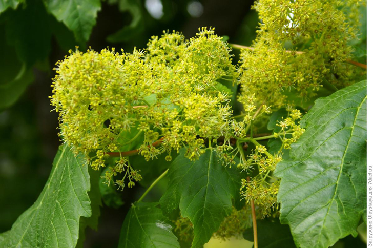 Цветет клен величественный. Фото автора