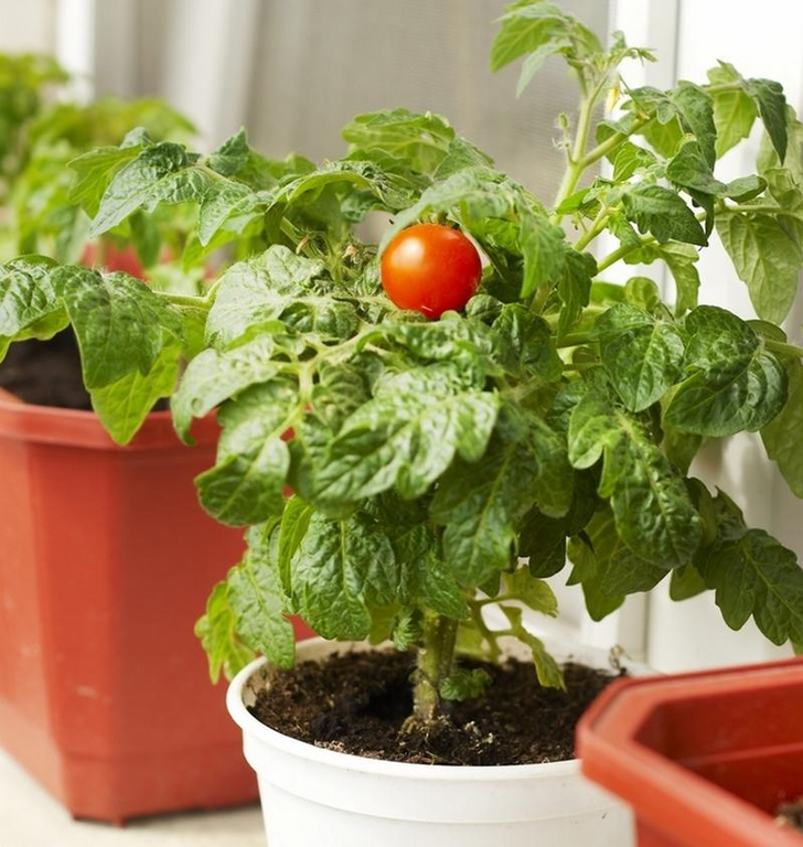 Уход за домашними томатами имеет мало отличий от ухода за ними на даче или приусадебном участке